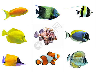海族馆鱼群种类色彩神仙鱼鱼缸宏观热带鱼动物斑马线族馆两栖白色背景