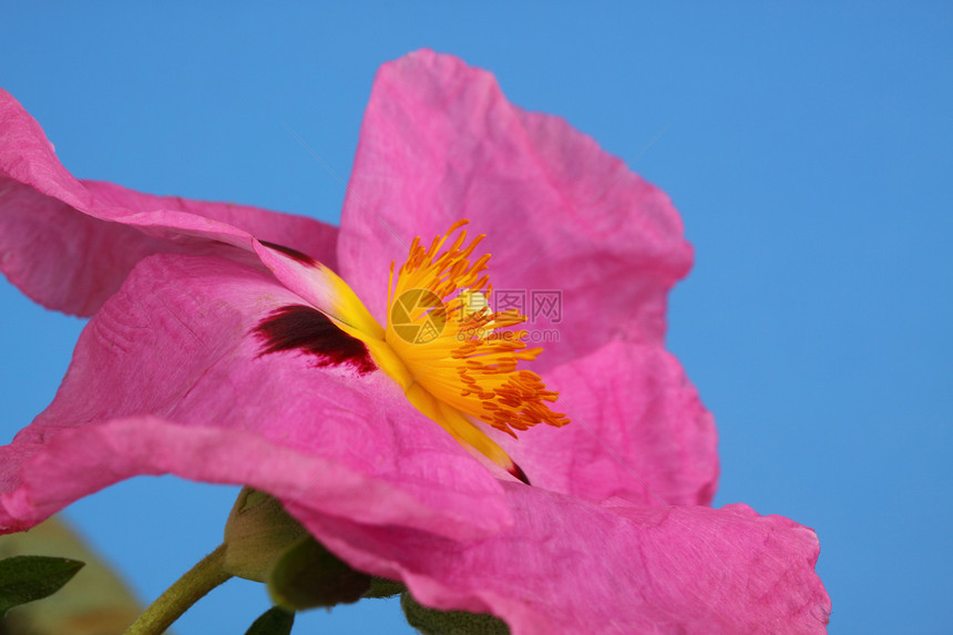 阴塞假山粉色花园雄蕊植物花瓣图片