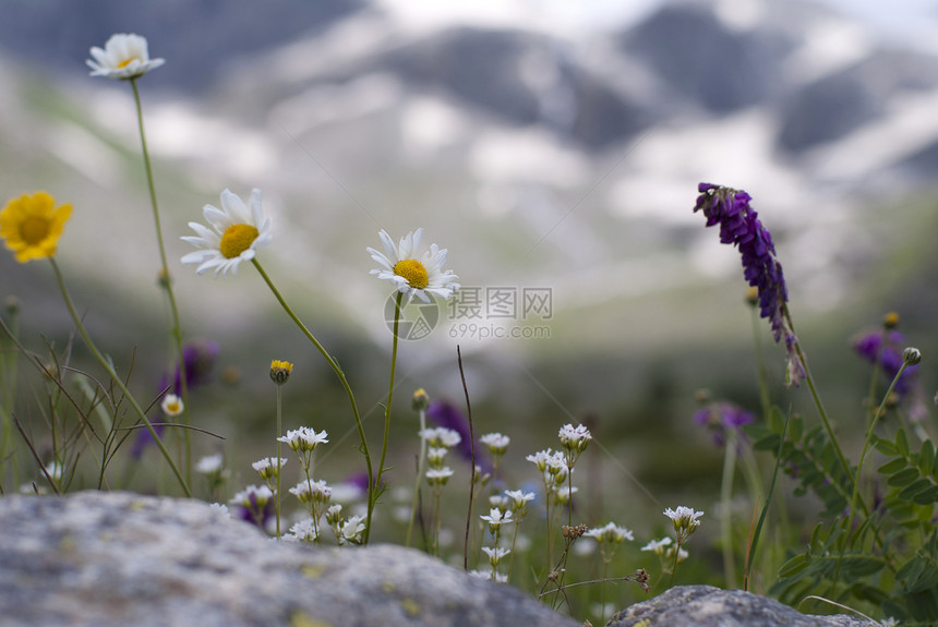 山中美丽的花朵图片