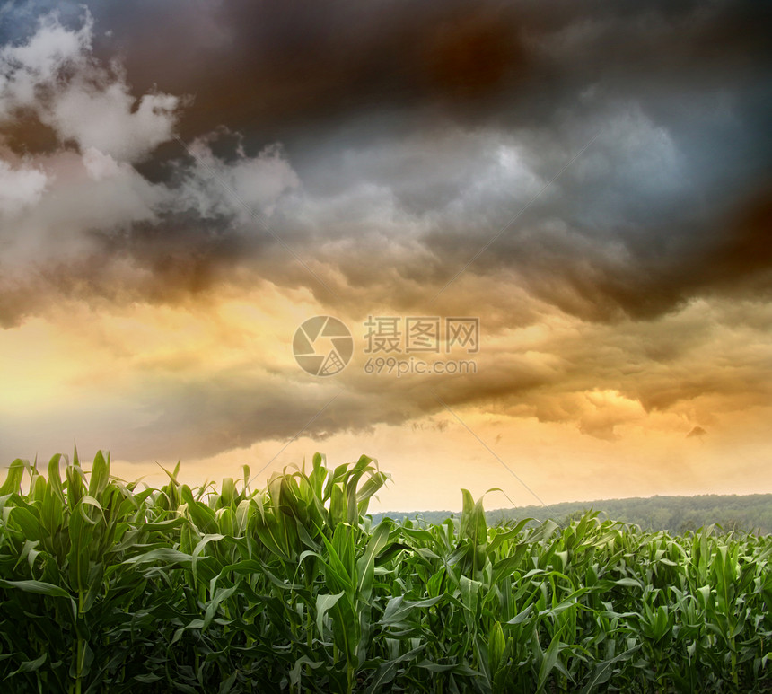 黑暗的天空笼罩在玉米田上国家农场农民风暴生长粮食植物阳光收成场地图片