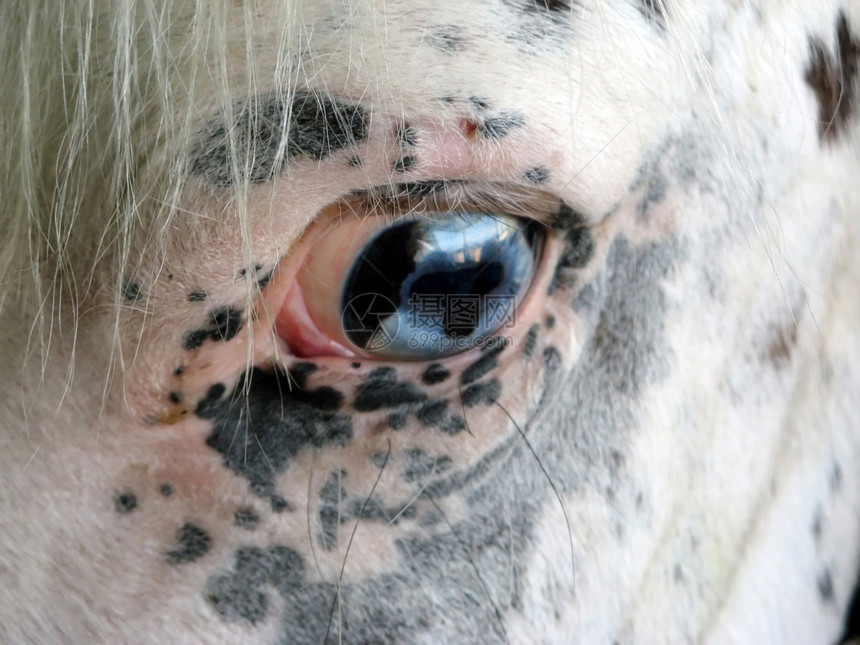 马眼动物群马术哺乳动物眼睛宠物蓝色展示骑术宏观农场图片