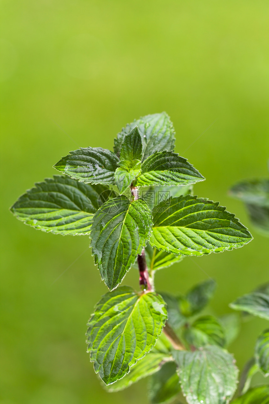 薄荷 植物 户外 草本植物 薄荷醇 健康 香料 叶子 布什 草药 健康 茶点 留兰香 绿色 背景 成长 有机 自然 季节 叶子 图片