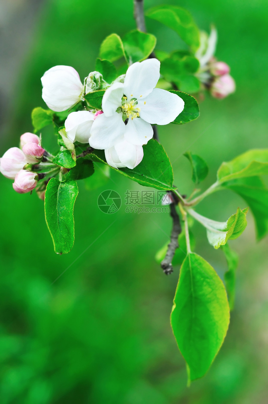 新鲜苹果花图片