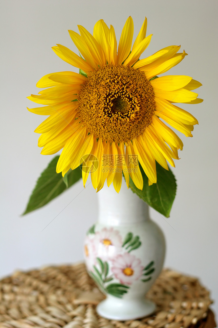 花瓶中的向日葵黄色农业晴天食物图片