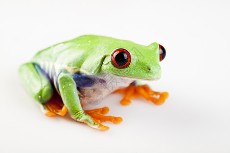 绿青蛙大眼睛眼睛红色绿色动物群两栖宠物野生动物宏观雨蛙背景图片