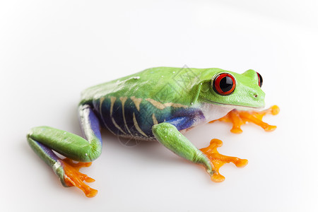小型动物红眼睛青蛙身子绿色红眼眼睛宏观大眼睛倚靠动物群蓝色雨蛙背景图片