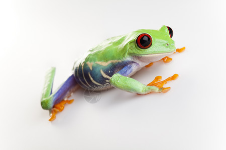 树青蛙身子树蛙红眼睛绿色红色雨蛙野生动物蓝色眼睛叶蛙背景图片