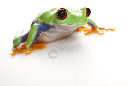 小青蛙动物红眼睛红色雨蛙宠物两栖树蛙红眼绿色蓝色背景图片