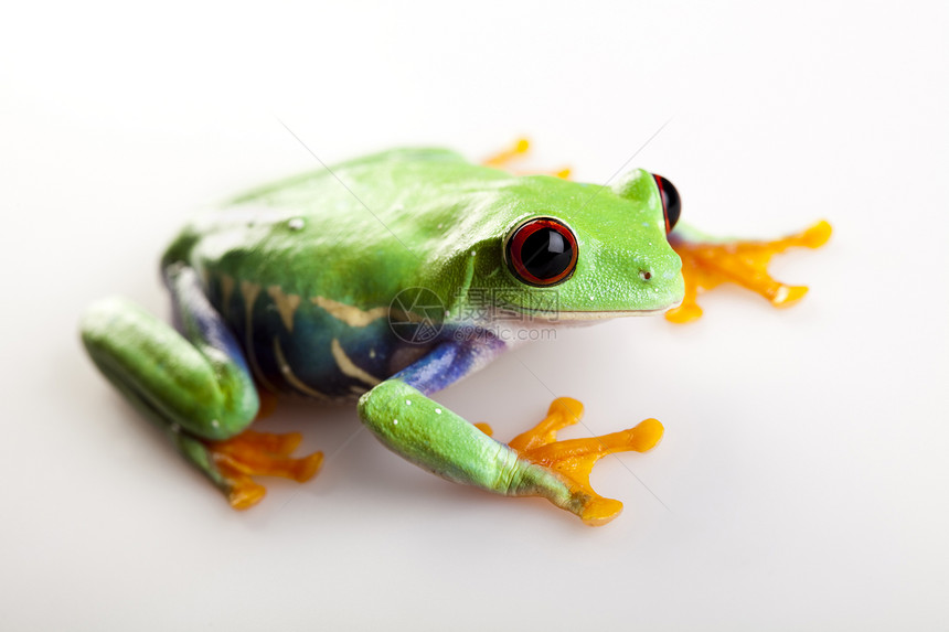 青蛙宠物红色身子雨蛙红眼睛倚靠动物眼睛绿色野生动物图片