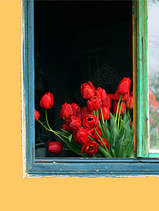 窗口中的红色郁金香背景图片