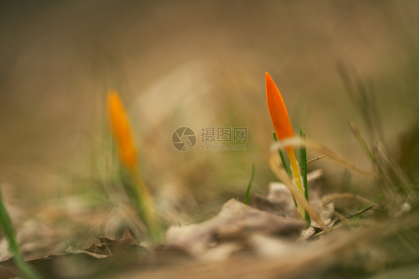 春花植物橙子背景红花植物群图片