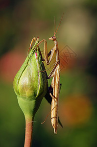 棕螳螂玫瑰动物昆虫捕食者背景图片