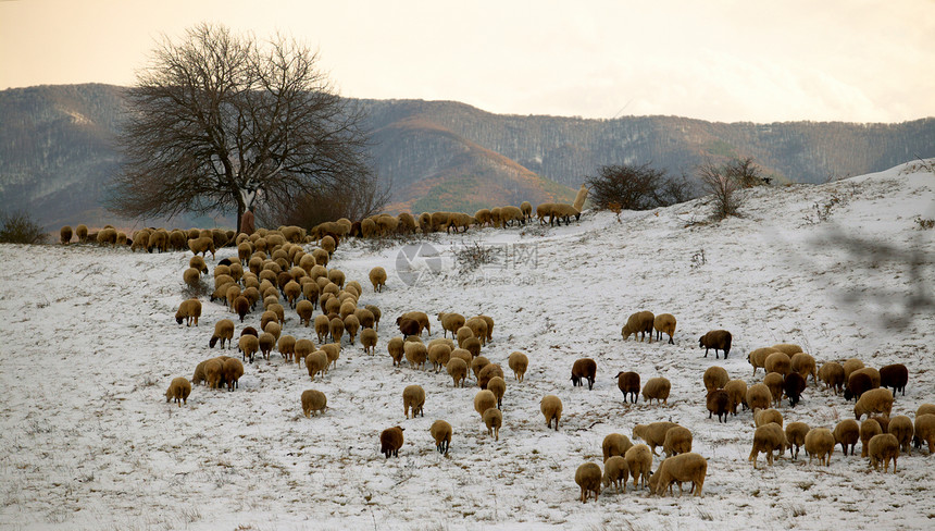 日落时羊群动物风景季节农业农场图片