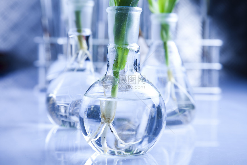 生态实验室实验试验科学药品学习植物吸管植物群生物学杂草叶子管子图片