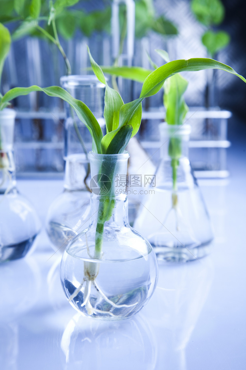生物技术植物群生长玻璃测试实验微生物学科学工程化学蓝色图片