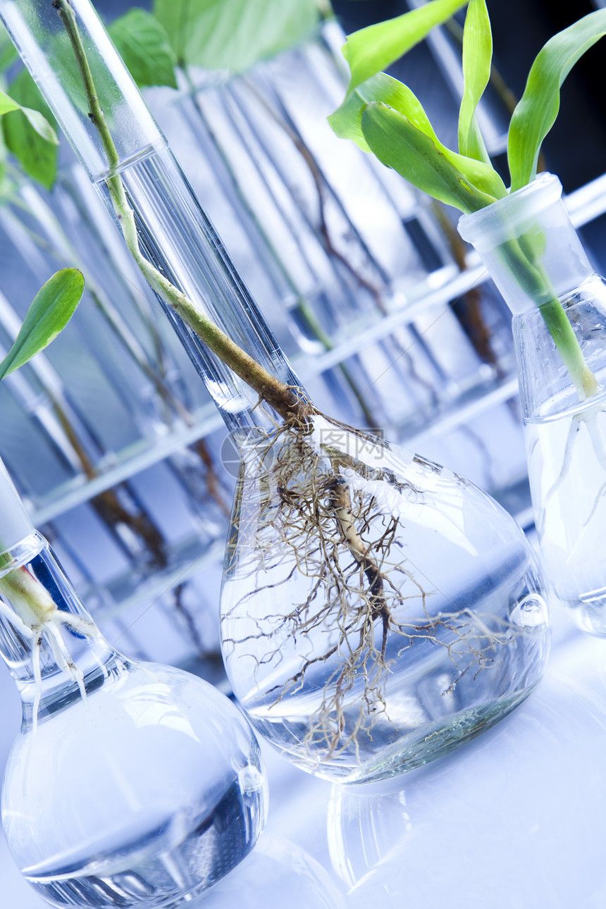 生态实验室化学植物工程测试技术吸管科学实验叶子蓝色图片