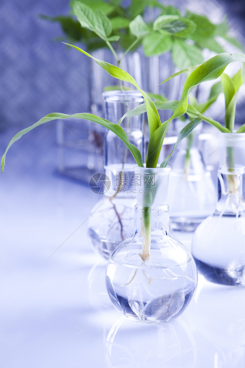 实验实验室中的植物群试验生长微生物学技术生物工程生态化学药品测试生物学图片