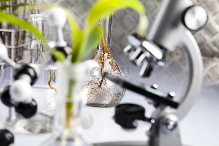 在一个实验室和工厂中工作植物群技术测试学习管子科学药品杂草玻璃叶子图片