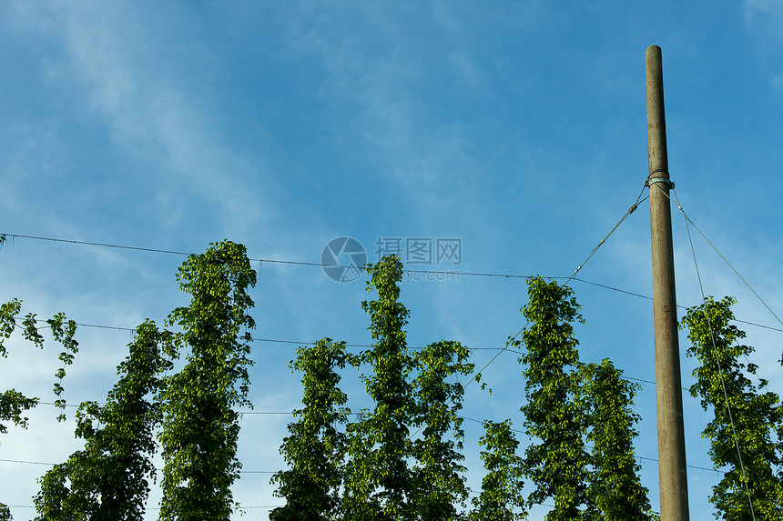 哈利陶的跳地细节植物绿色花园苦味阳光场景农业土地味道天空图片