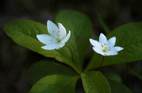 春初一枝木花高清图片