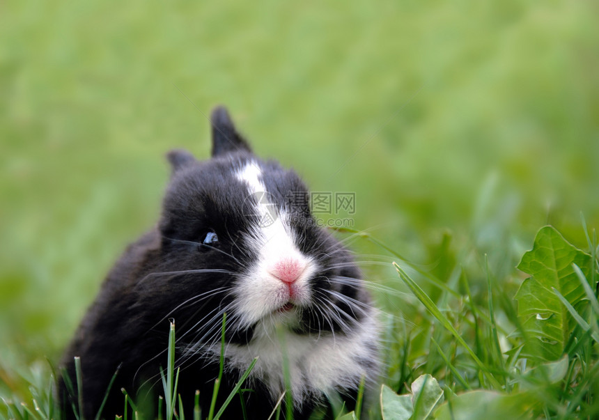 黑兔子在草地上图片