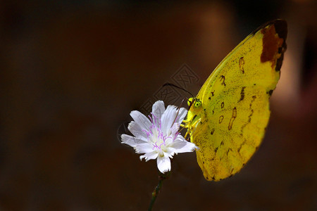 花上的蝴蝶花瓣黄色白色翅膀昆虫黑色背景图片