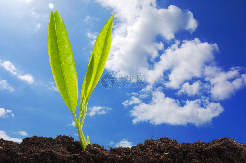 青春的植物和蓝蓝天空卡片金融增长投资居住生态绿色生长花园生活图片