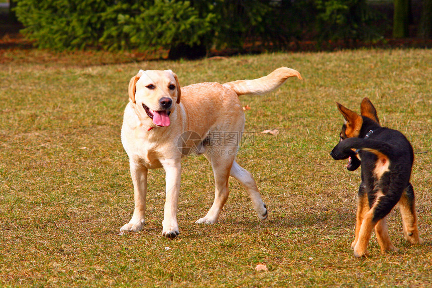 玩狗狗游戏友谊动物伴侣犬类毛皮爪子小狗忠诚孩子猎犬图片