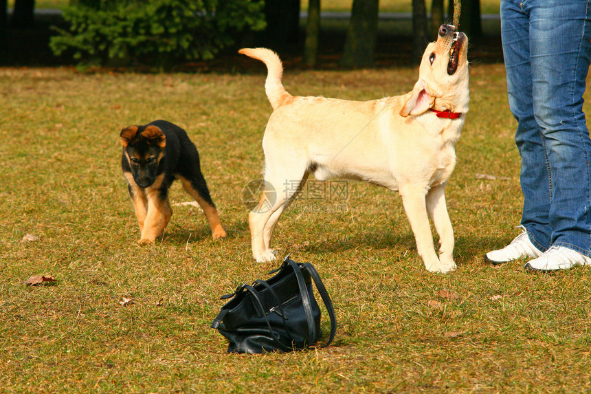 带狗的女孩犬类活动友谊兽医童年展览伴侣猎犬小狗爪子图片