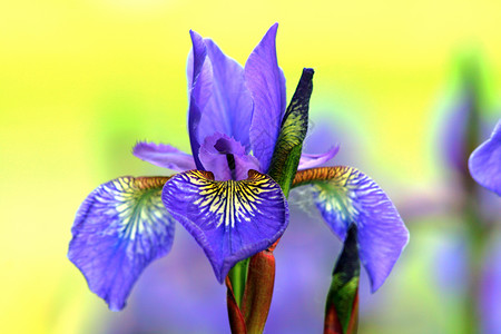 色彩多彩的虹膜生长生活植物鸢尾花蓝色紫色太阳植物群叶子礼物背景