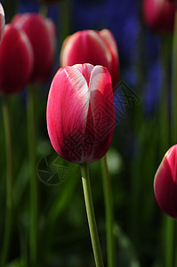 郁金花花型花园季节阳光香水背景图片