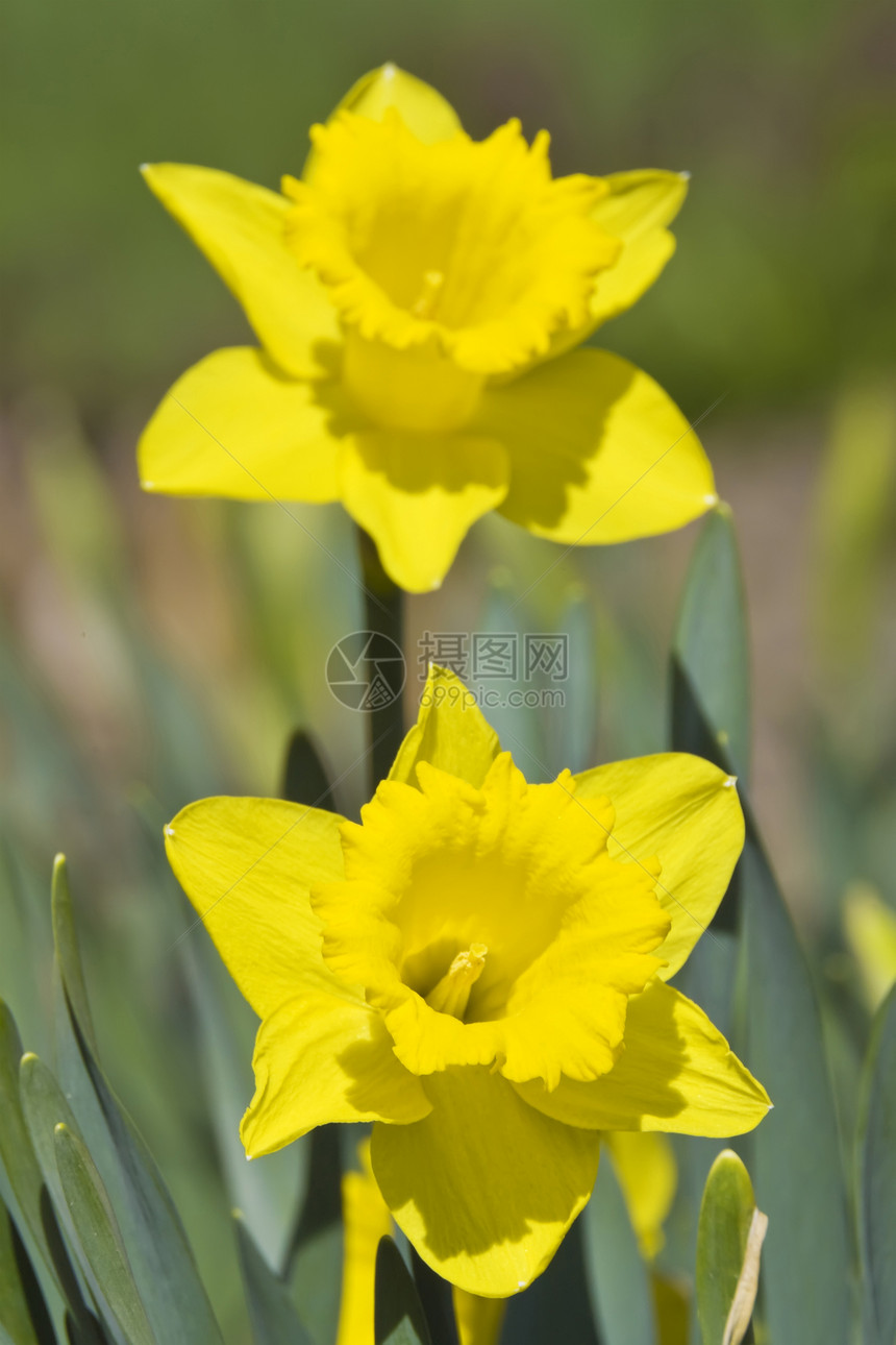 黄黄多福迪绿色植物群花园花瓣黄色水仙花植物植物学美丽晴天图片