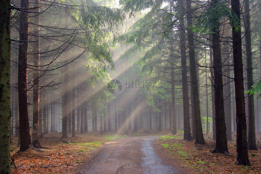 上帝束  雾中的昏暗的森林微光天气松树阴霾雾气针叶树小路情绪气氛图片