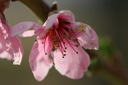 桃花雄蕊宏观果园粉色花瓣水果桃子植物群阳光植物背景图片