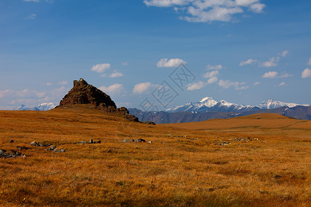 西伯利亚狼落基山脉高的图片素材