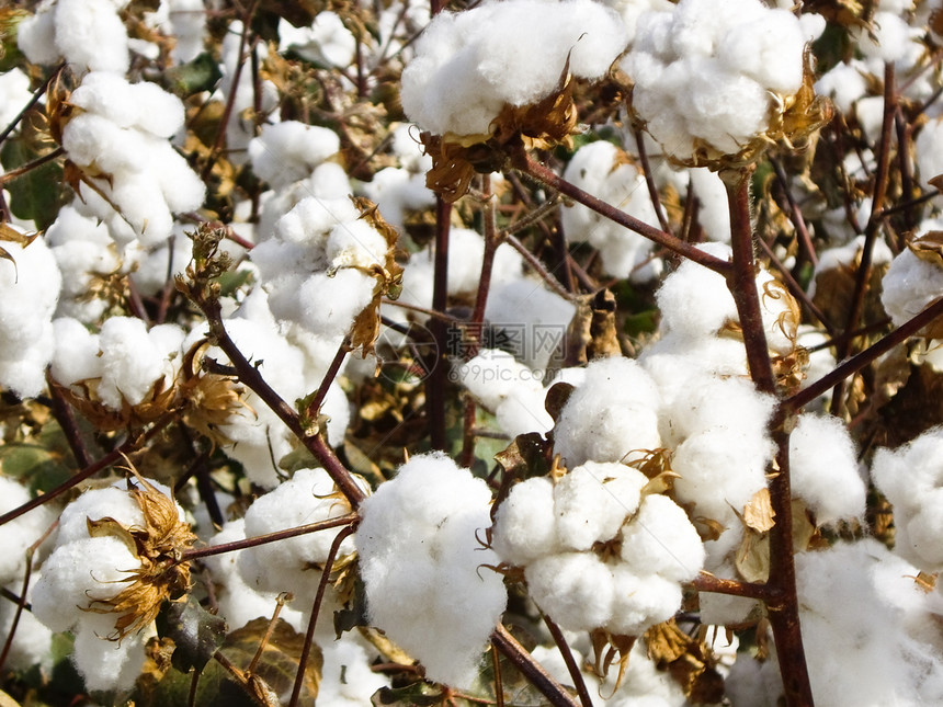 棉花球水平白色生长棉布场地农业图片