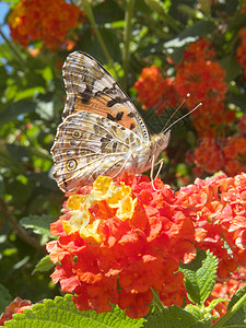 绘画的蝴蝶夫人昆虫植物群雄蕊翅膀女士黄色美女动物植物学季节背景图片