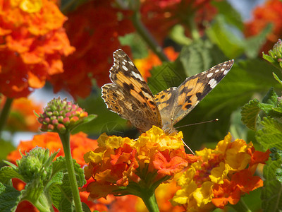 绘画的蝴蝶夫人翅膀动物昆虫雄蕊季节植物学花朵美女女士黄色背景图片