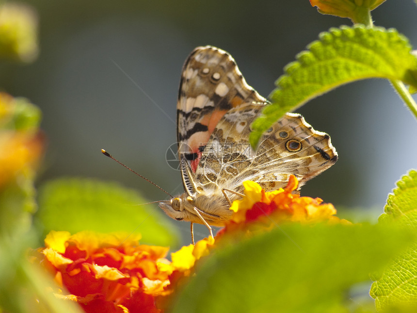 绘画的蝴蝶夫人女士植物学花园季节美女昆虫花朵黄色雄蕊翅膀图片