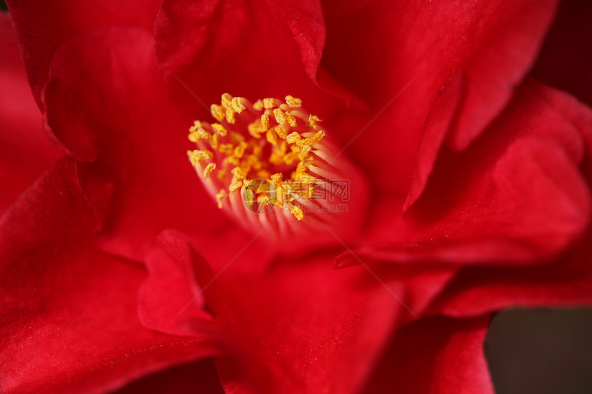 红卡美利亚玫瑰 极深的田野图片