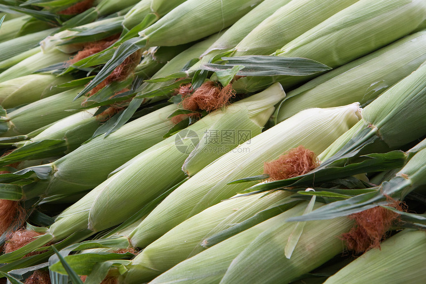 玉米行棒子生产农场市场蔬菜叶子食物营养耳朵金子图片