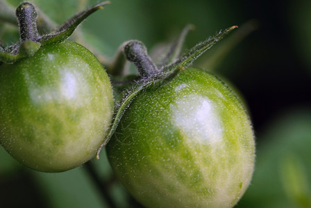 绿番茄花园蔬菜叶子食物绿色植物营养饮食水果背景图片