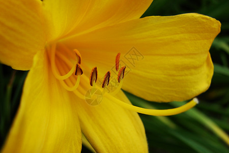 黄色花朵照片花园背景图片