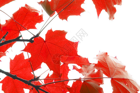 红秋叶白色季节红色树叶背景图片
