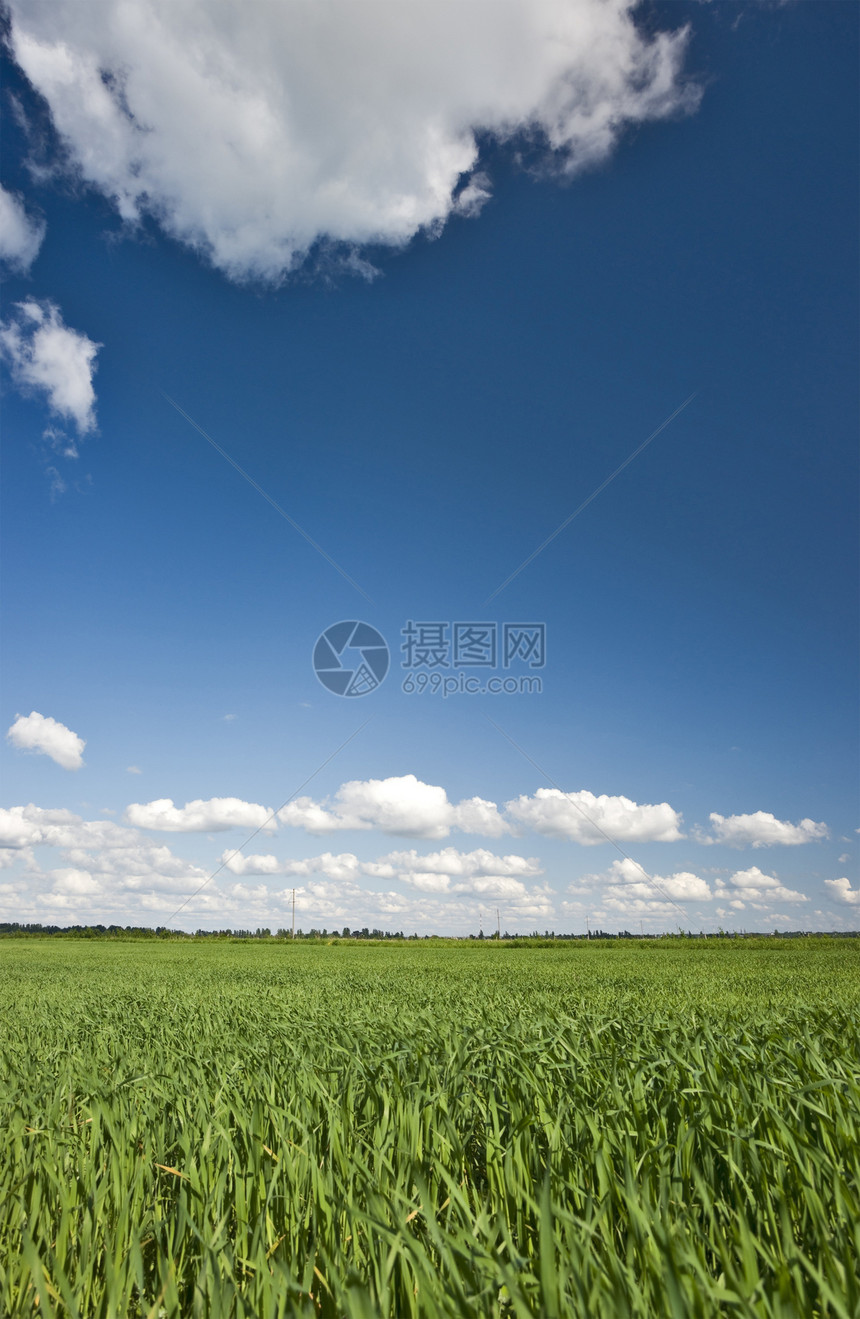 绿草和蓝天空背景养牛天气绿色畜牧业露天蓝色晴天天空农业白色图片