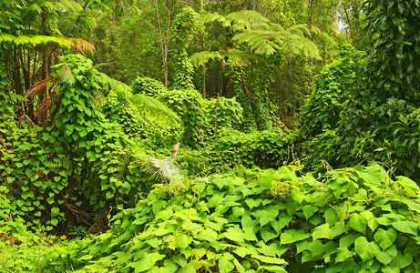 丛林荒野林地植物群热带雨林树木植物热带森林太阳高清图片