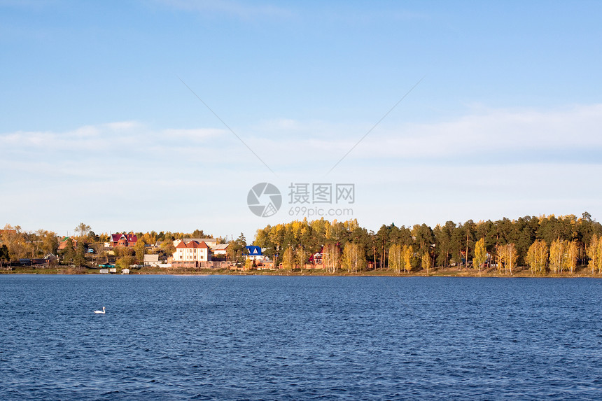 在湖中漂浮的天鹅蓝色荒野森林晴天自由海岸小屋水平黄色村庄图片