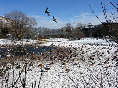 池塘里的鸭子生物动物群公园动物园天空蓝色动物背景图片