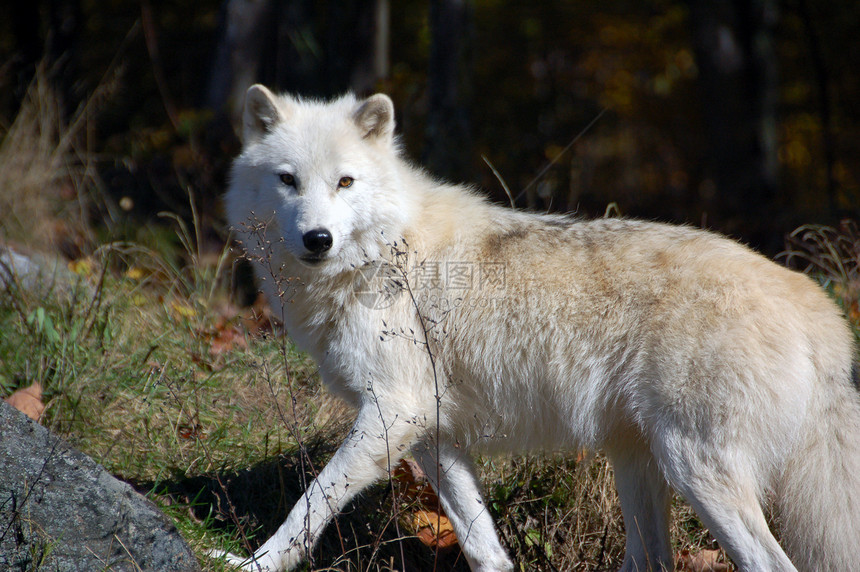 北极野狼捕食者白色犬类毛皮荒野森林苔原哺乳动物狼疮野生动物图片
