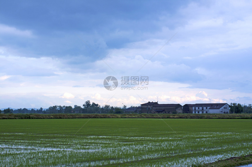 稻米田农场草地叶子绿色乡村农村农业文化场地生长图片